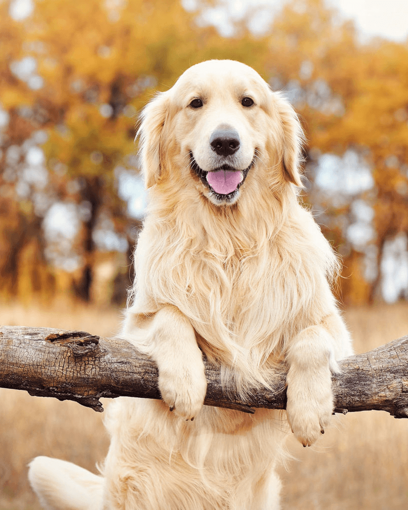 Uploaded pet photo preview